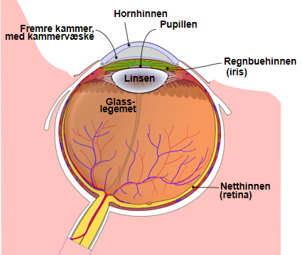 Diagram av øyet